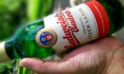 Featured image of post Budweiser Budvar Original